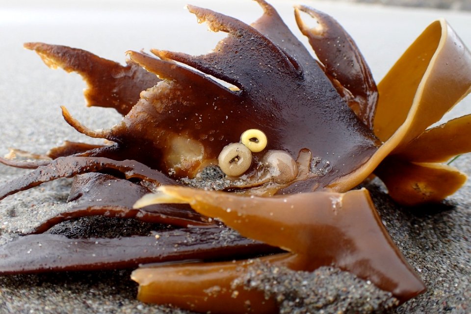 Kelp Mendocino Coast