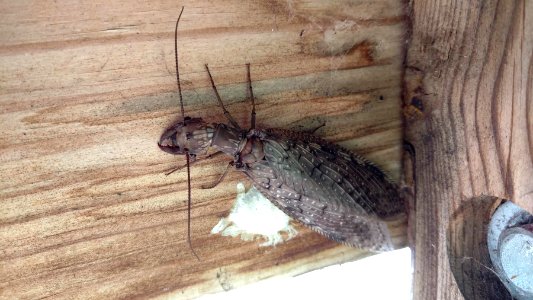 FemaleDobsenfly