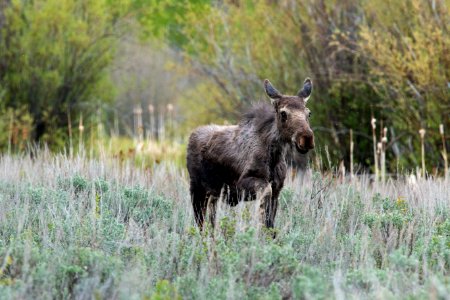 Moose Calf photo