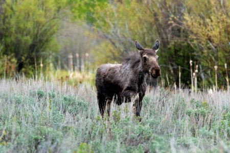 Moose Calf