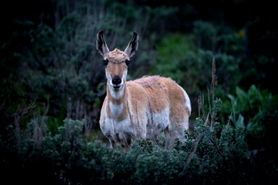 Pronghorn