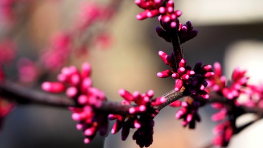 Redbud about to burst