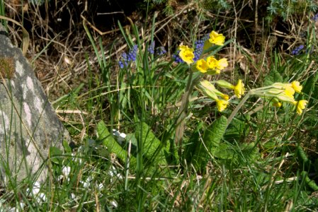 Cowslip and Muscari (Primula Veris and Muscari Neglectum) photo