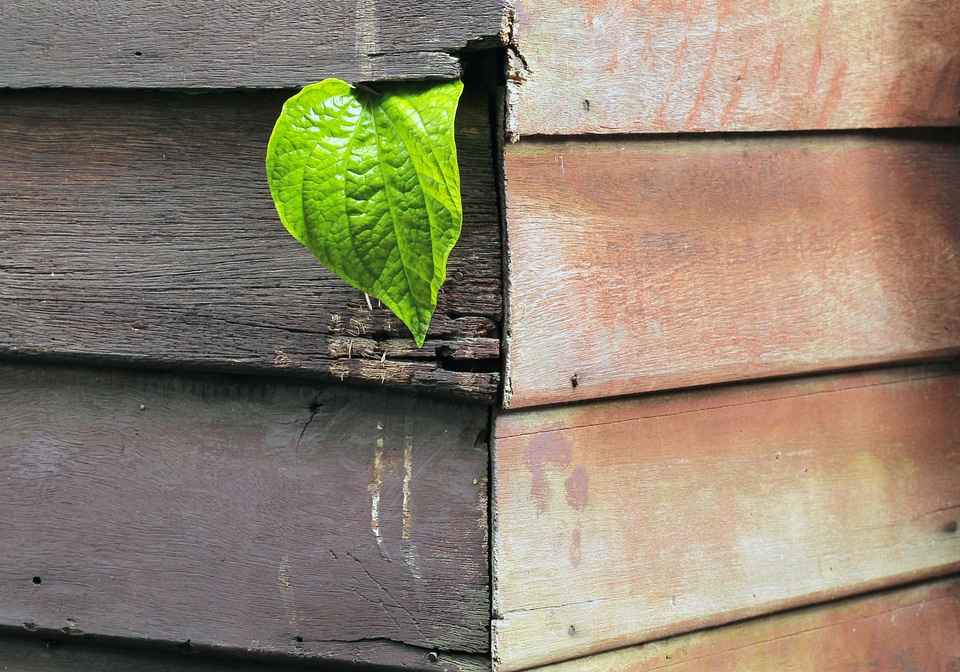 Green the environment plant