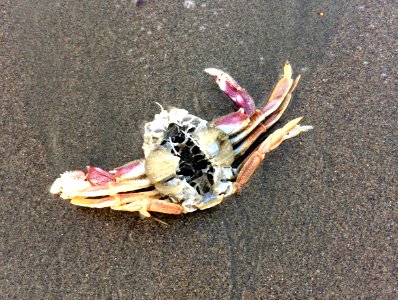 Dead Crab