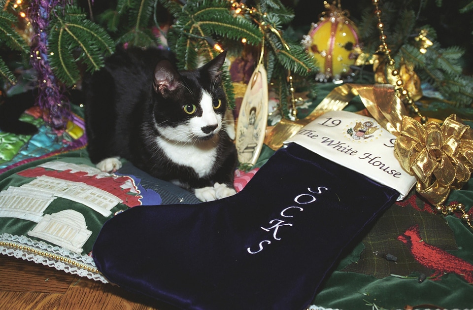 Clinton family feline christmas tree