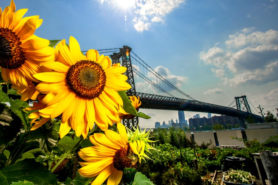 North Brooklyn Farm