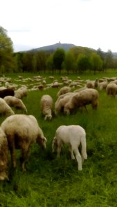 C'È UNA PECORA IN GIARDINO (di Alba Garavet)