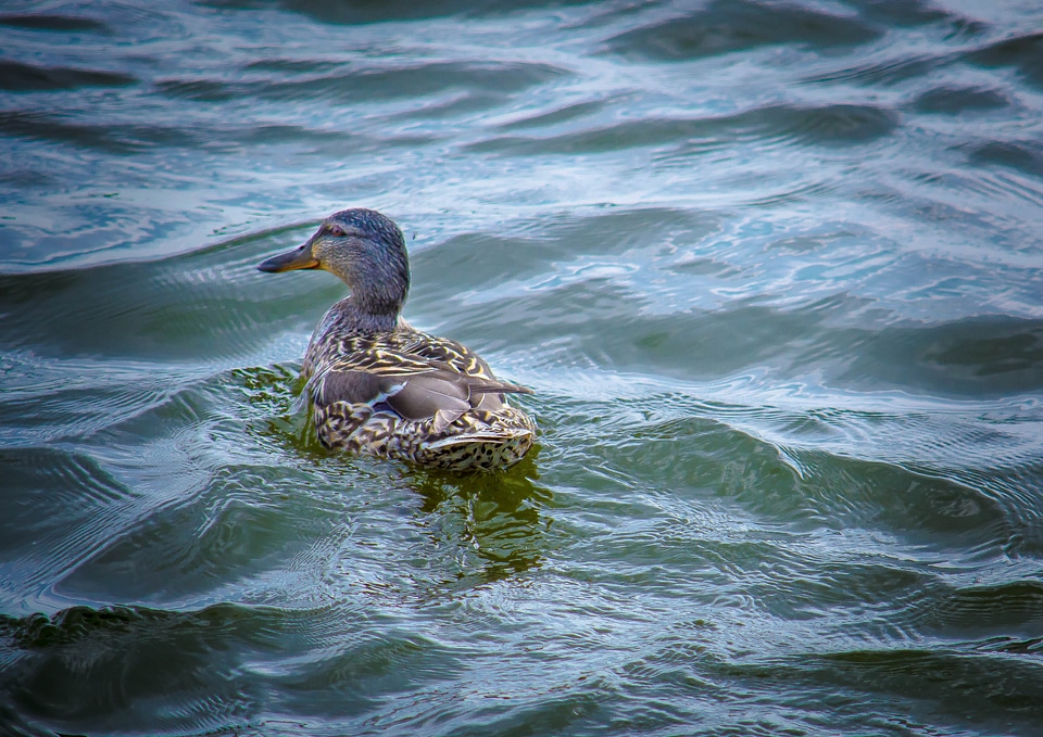 Animal bird nature