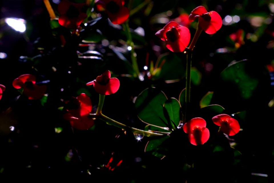DSCF0977