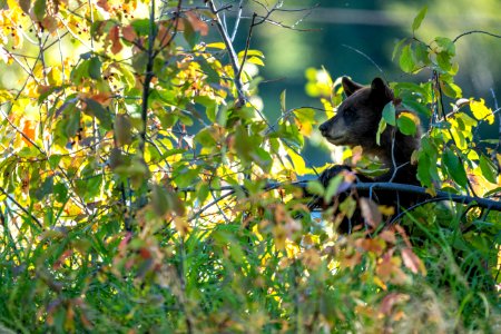 Black Bear Cub photo