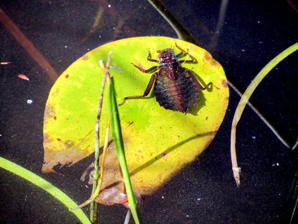 SchaeppiJ UnKn DragonflyLarva 20140916 vpp