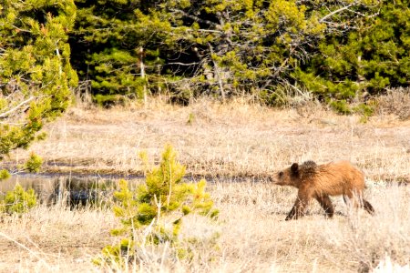 Grizzly Cub