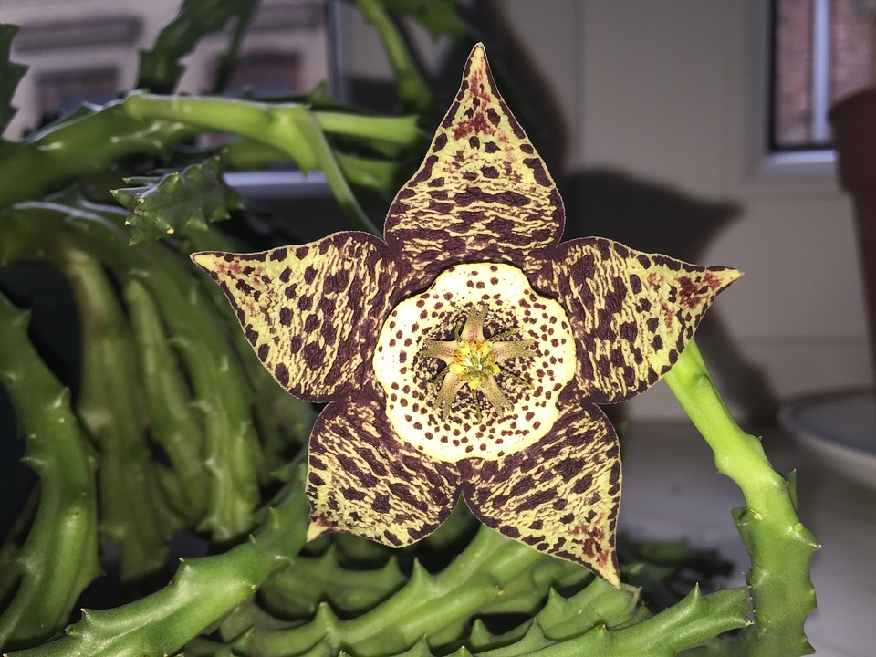 Plant ornament nature