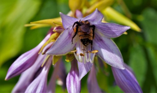Bee deep in purple flower