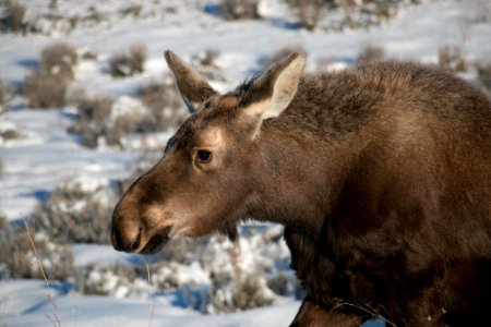 Young Moose