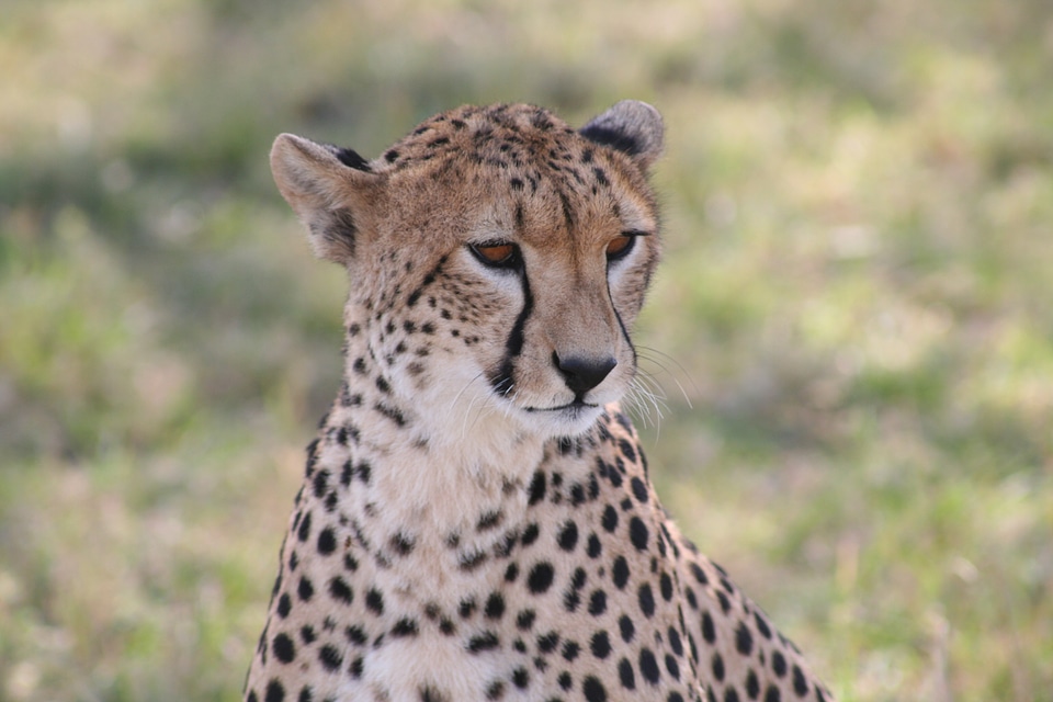 Animal african wild
