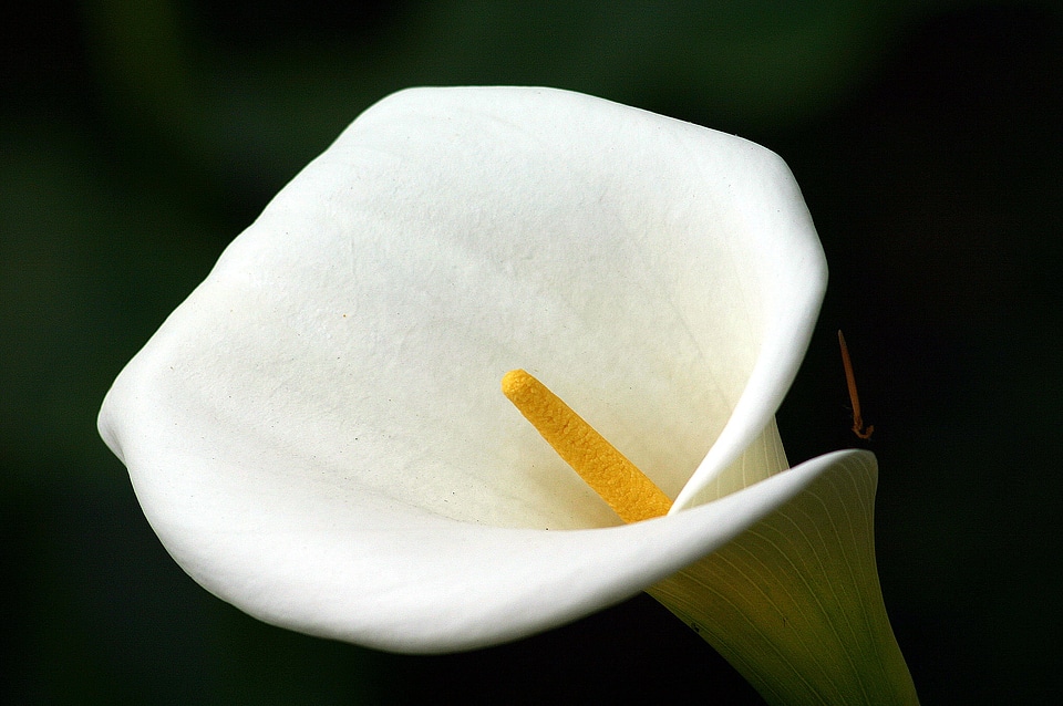 Flora blossom bloom