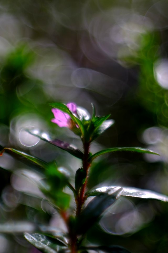 DSCF1611