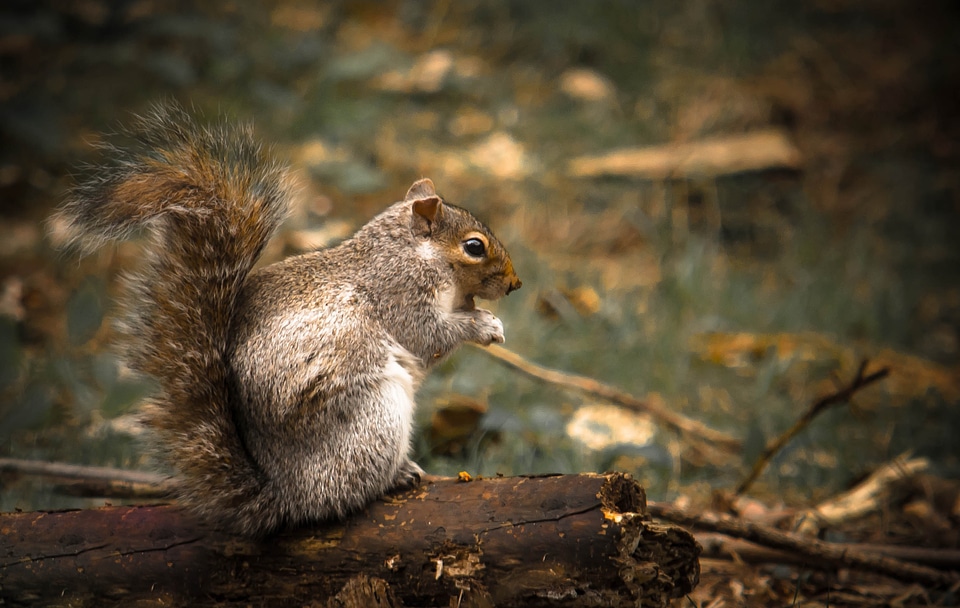 Animal forest nature