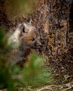 Red Fox Kit