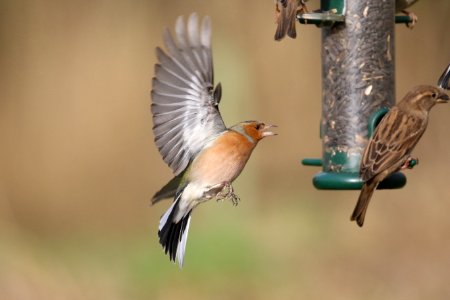 Chaffinch coming in to land photo