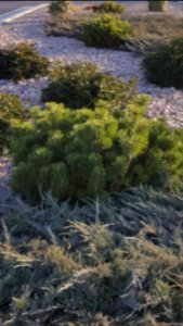 Rock Garden Spanish Fork, Ut