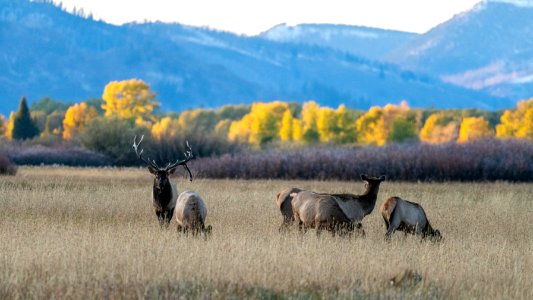 Elk Rut photo