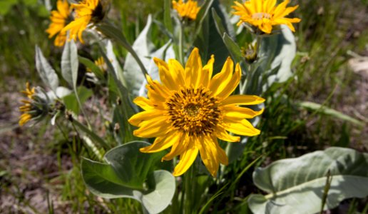 Arrowleaf Balsam Root