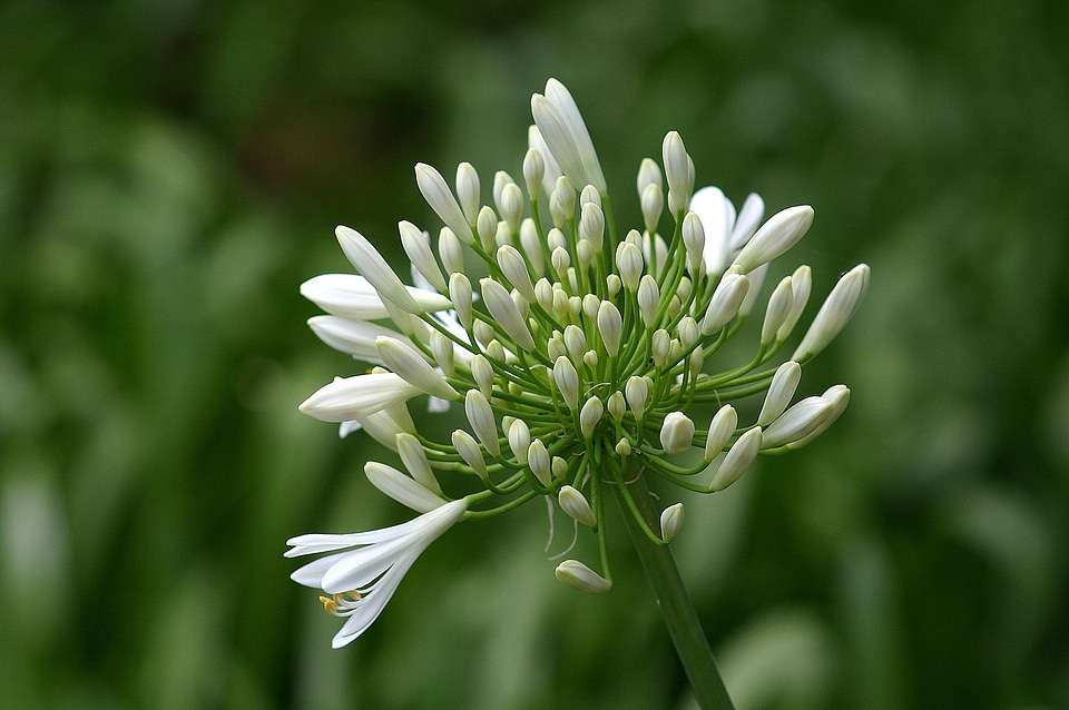 Love lily plant white