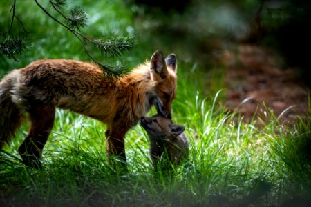 Red Fox and Kit
