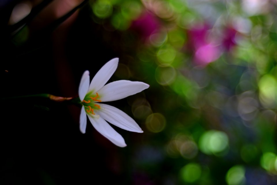 DSCF1903