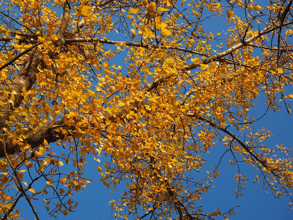 Leaves autumn golden autumn