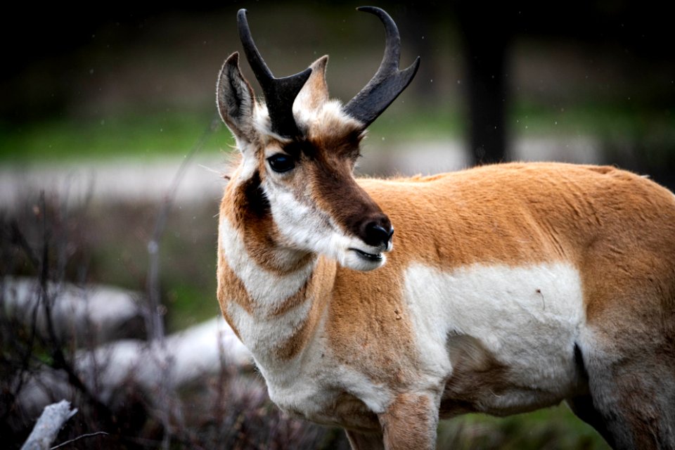 Pronghorn