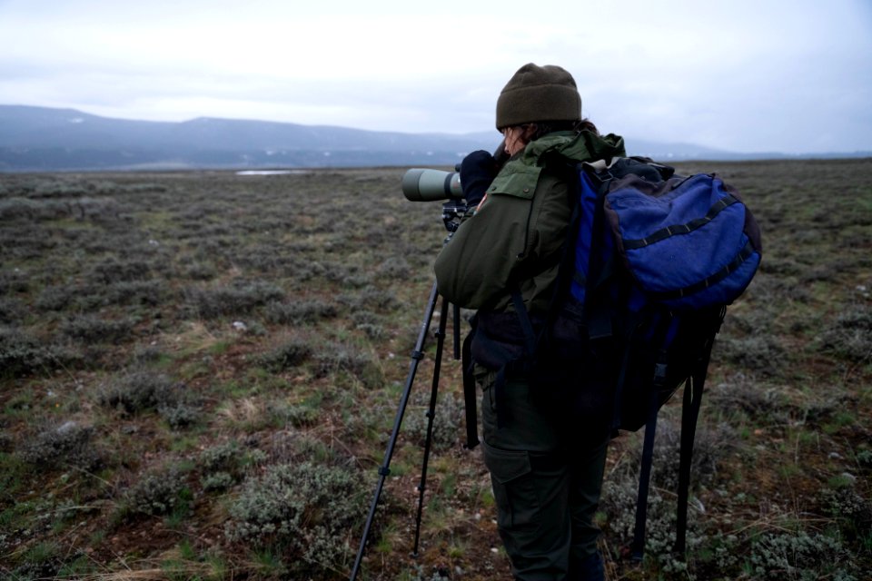 Ranger looking through spotting scope