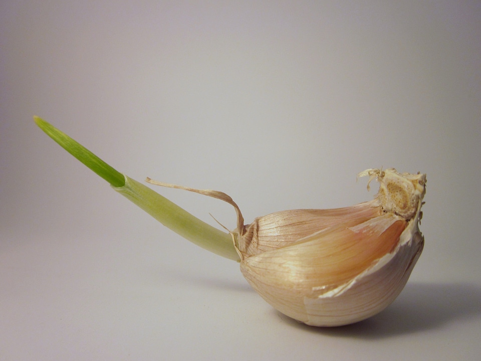 Food garlic Free photos