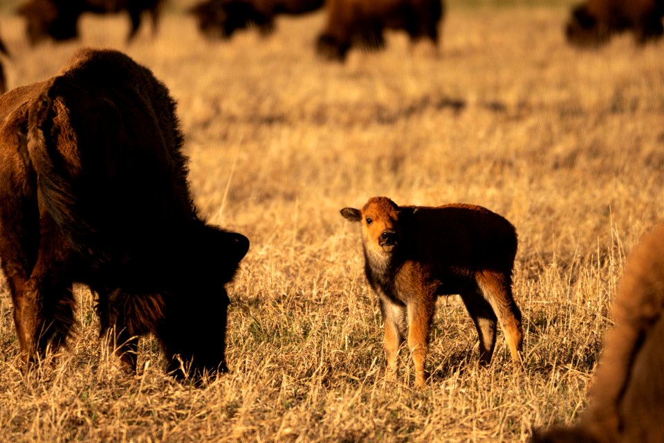 Bison Calf and Cows