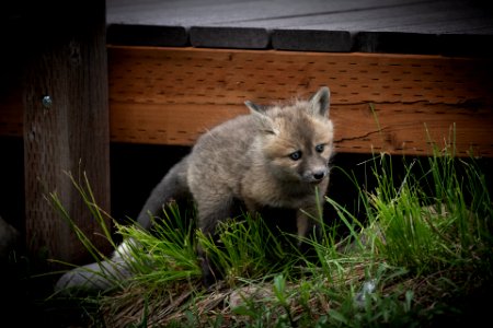 Red Fox Kit