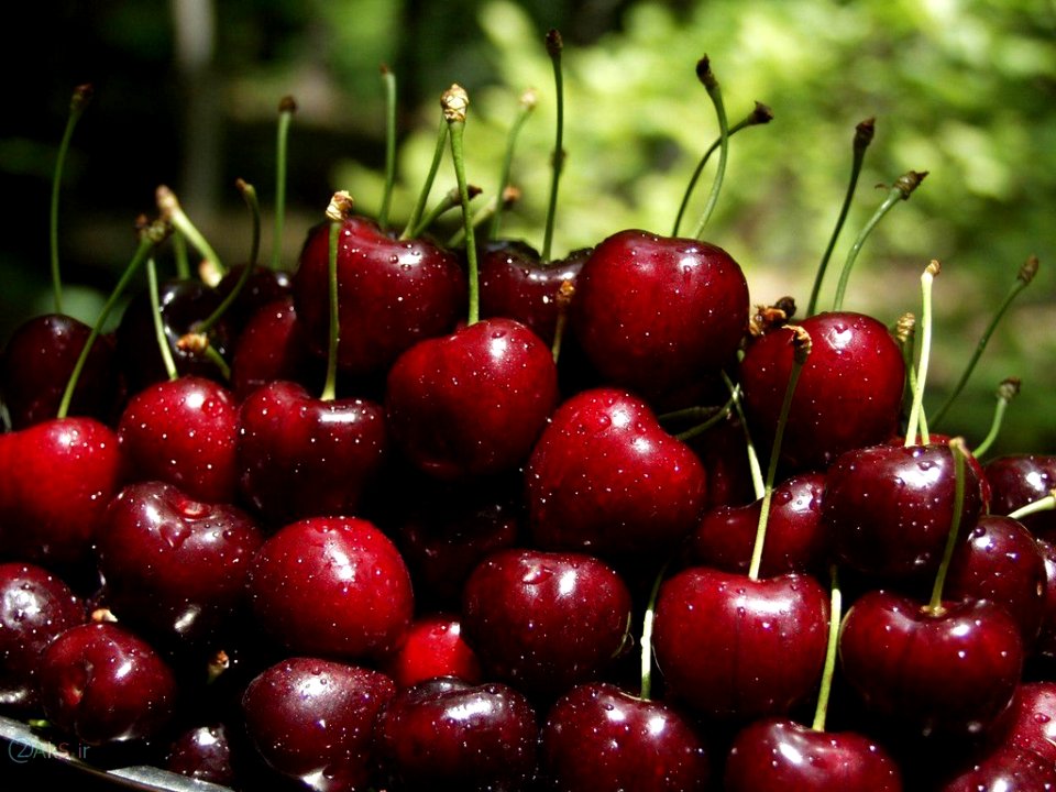 عکس های گیلاس