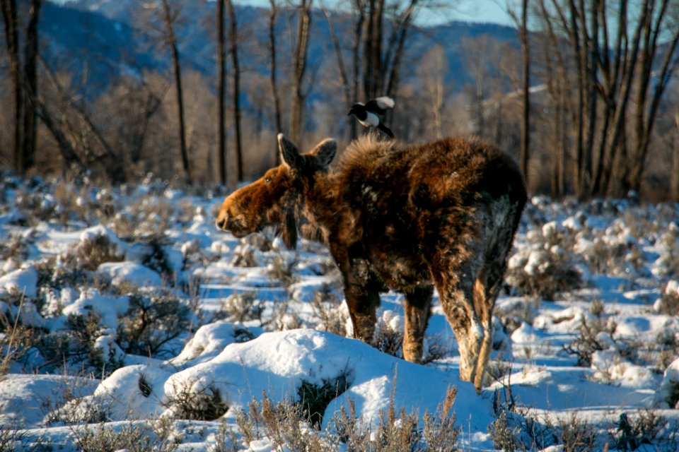 Magpie landing on a Moose