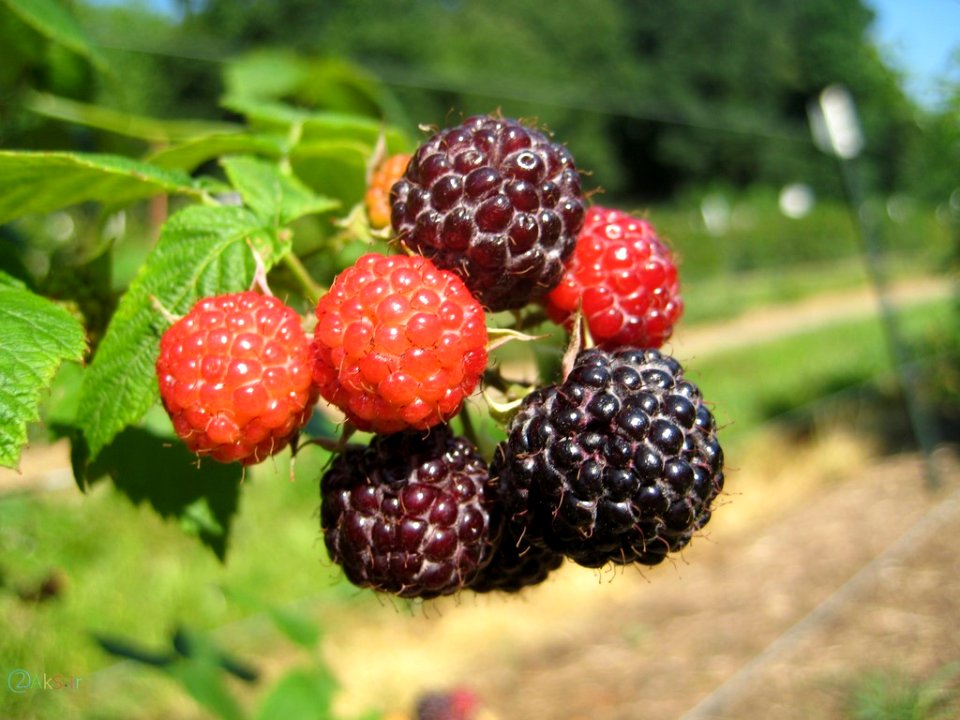 عکس تمشک سیاه