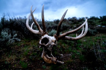 Bull Elk skull and antlers photo