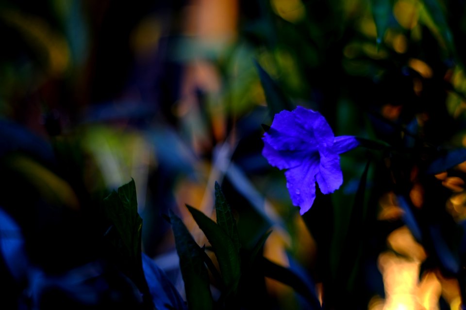 DSCF2480