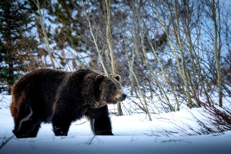 Grizzly Bear
