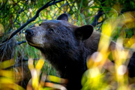 Black Bear