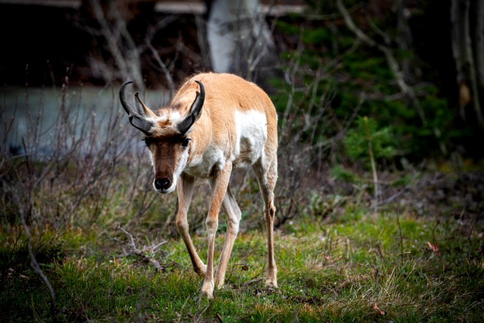 Pronghorn