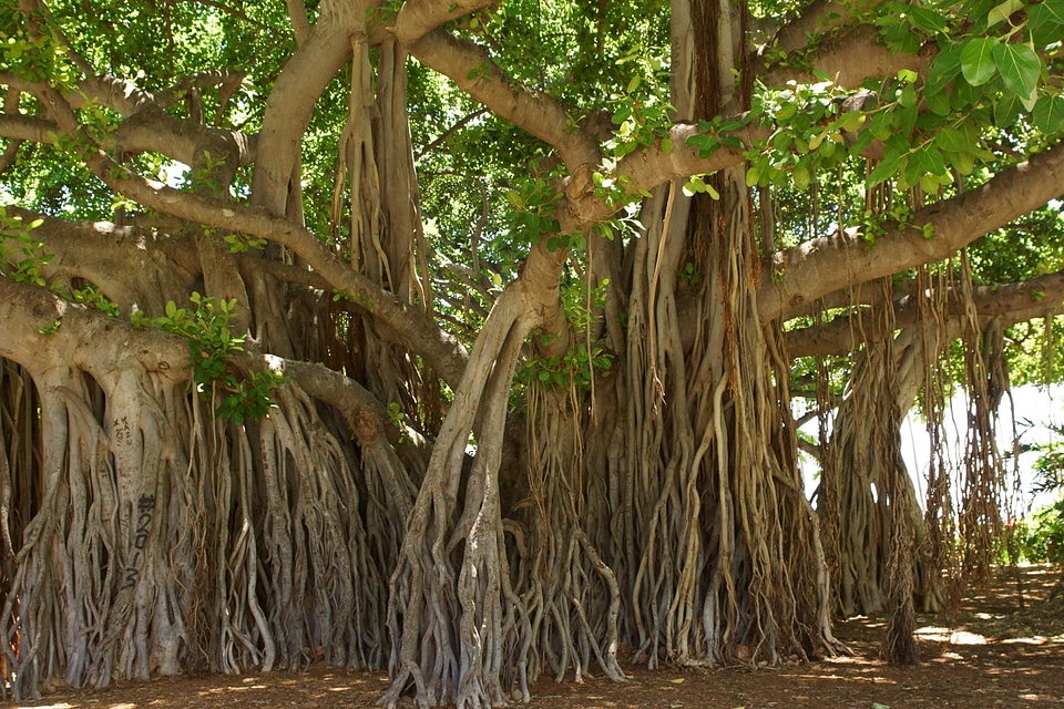 Honolulu hawaii brown tree