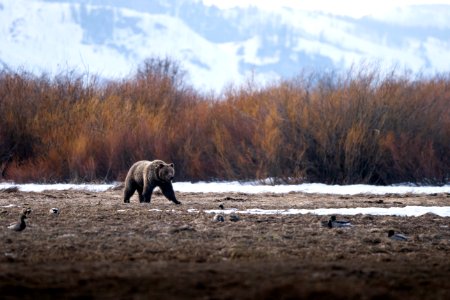 Grizzly Bear