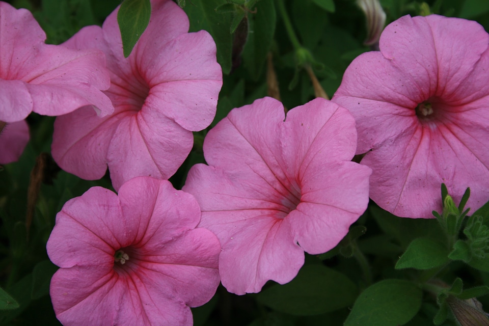 Garden summer blossom