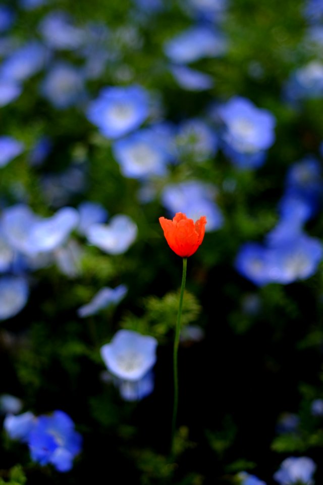 DSCF5509